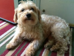 westiepoo_20211221_1418140350